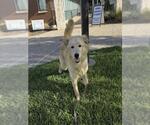 CHIP - Male Golden Pyrenees Dog for Adoption - Small photo