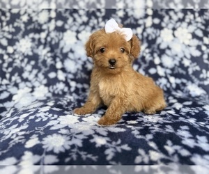 Cockapoo (Miniature) Puppy for sale in LAKELAND, FL, USA
