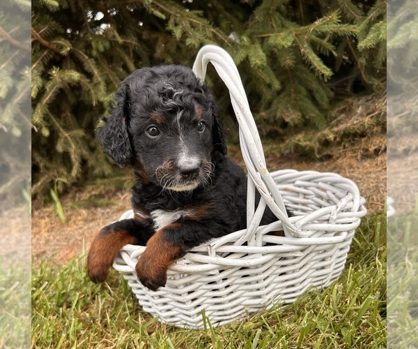 Medium Photo #5 Bernedoodle (Miniature) Puppy For Sale in MIDDLEBURY, IN, USA