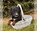 Small #4 Bernedoodle (Miniature)
