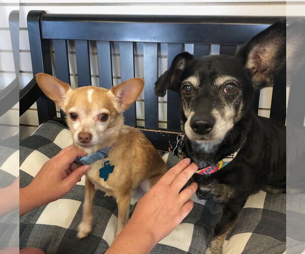 Medium Photo #5 Chihuahua-Unknown Mix Puppy For Sale in Amarillo, TX, USA