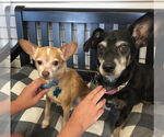Small #4 Chihuahua Mix