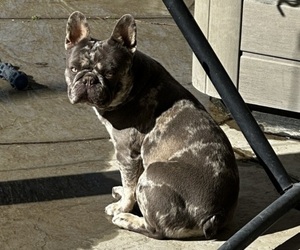 French Bulldog Puppy for sale in LANCASTER, CA, USA