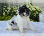Small #13 Cavapoo