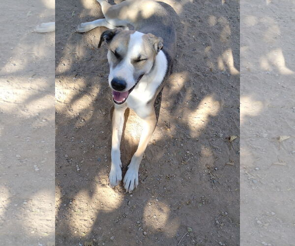 Medium Photo #4 Greyhound-Sloughi Mix Puppy For Sale in Apple Valley, CA, USA