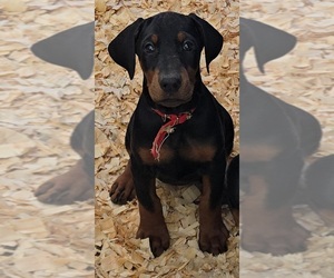 Medium Doberman Pinscher
