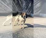 Small #7 Treeing Walker Coonhound Mix