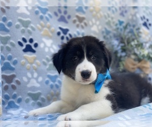Border Collie Puppy for sale in LANCASTER, PA, USA