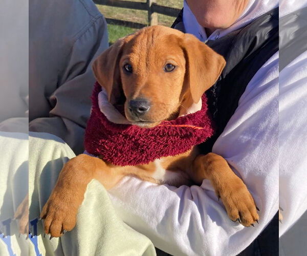 Medium Photo #2 Doberman Pinscher-Unknown Mix Puppy For Sale in Unionville, PA, USA