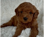 Puppy Annabelle Goldendoodle mix (+ Poodle Miniature)