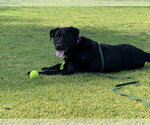 Small #1 Labrador Retriever Mix
