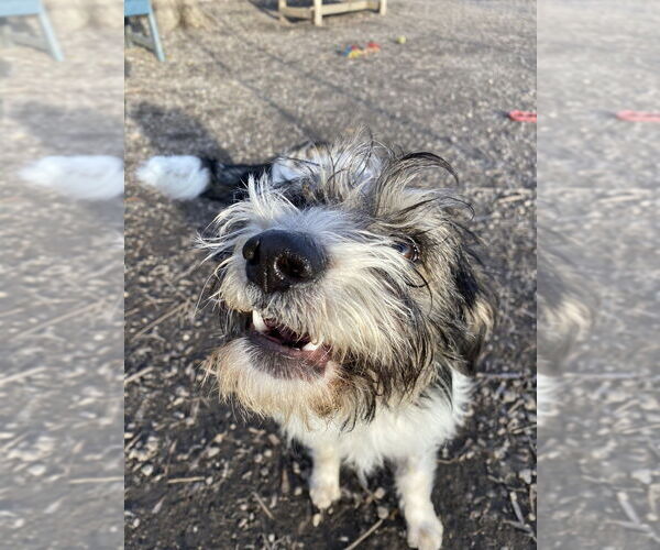 Medium Photo #2 Mutt Puppy For Sale in Elmsford, NY, USA