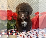 Small #7 F2 Aussiedoodle