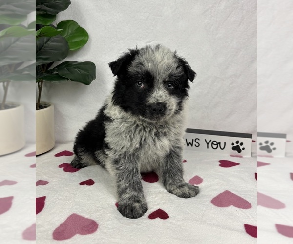 Medium Photo #4 Australian Cattle Dog-Miniature Australian Shepherd Mix Puppy For Sale in FRANKLIN, IN, USA
