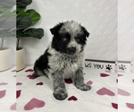 Small #3 Australian Cattle Dog-Miniature Australian Shepherd Mix