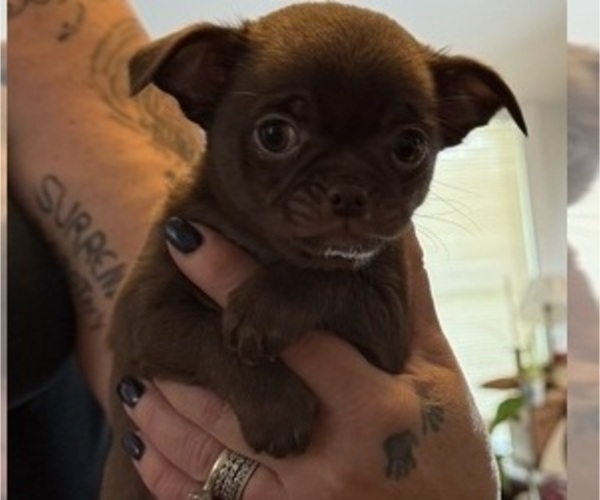 Medium Photo #5 Chihuahua Puppy For Sale in WHALEYVILLE, MD, USA