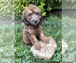 Image preview for Ad Listing. Nickname: Monroe