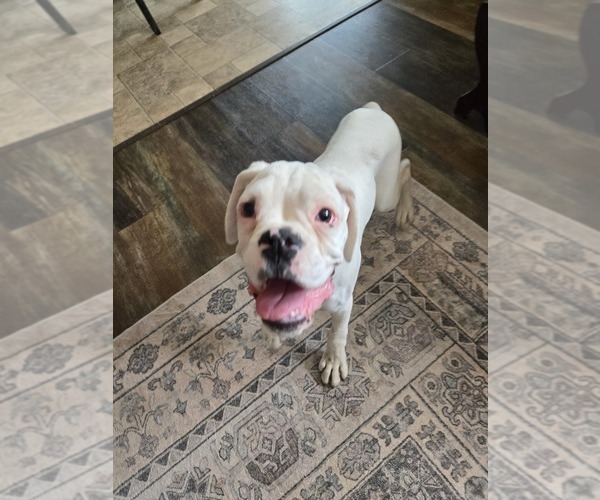 Medium Photo #26 Boxer Puppy For Sale in LAUREL, DE, USA