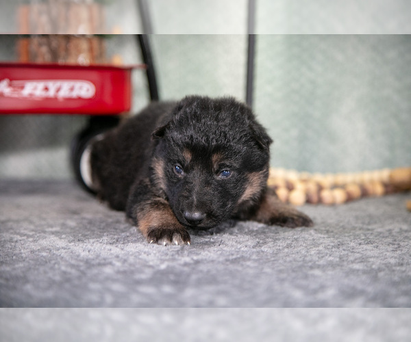 Medium Photo #16 German Shepherd Dog Puppy For Sale in NAPPANEE, IN, USA