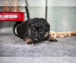 Small Photo #16 German Shepherd Dog Puppy For Sale in NAPPANEE, IN, USA