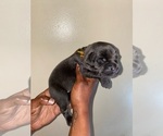 Small Photo #5 Cane Corso Puppy For Sale in MEMPHIS, TN, USA