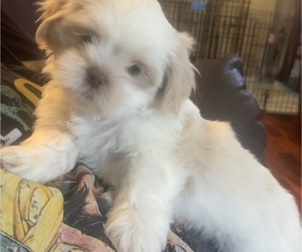 Medium Photo #4 Shih Tzu Puppy For Sale in TURLOCK, CA, USA
