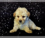Small Photo #5 Maltese-Maltipoo Mix Puppy For Sale in SAN FRANCISCO, CA, USA