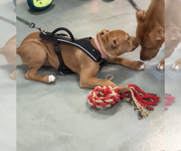 Medium Photo #12 American Staffordshire Terrier-Unknown Mix Puppy For Sale in Holly Springs, NC, USA