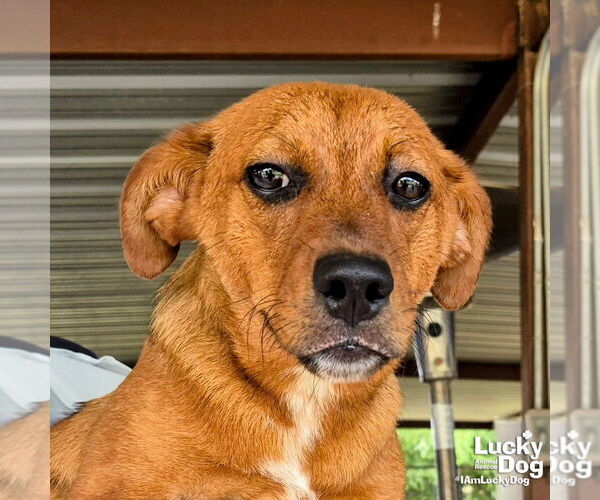 Medium Photo #3 Retriever -Unknown Mix Puppy For Sale in Washington, DC, USA