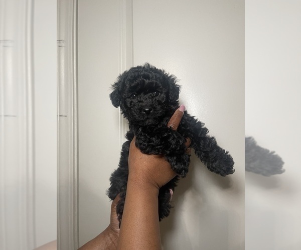 Medium Photo #1 Biewer Yorkie-Poo-Shi Mix Puppy For Sale in GRAYSON, GA, USA