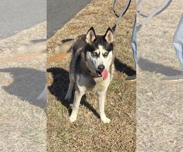 Medium Photo #5 Siberian Husky Puppy For Sale in Rustburg, VA, USA