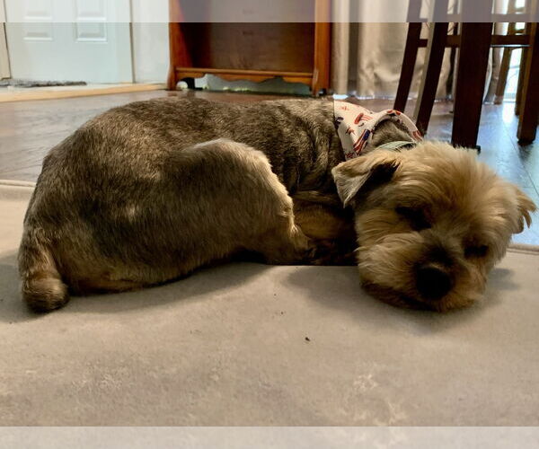 Medium Photo #12 Mutt Puppy For Sale in Valrico, FL, USA