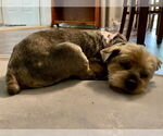 Small #11 Mutt