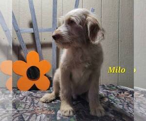 Labradoodle-Poodle (Standard) Mix Puppy for sale in CANAJOHARIE, NY, USA