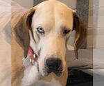 Small #1 Great Dane