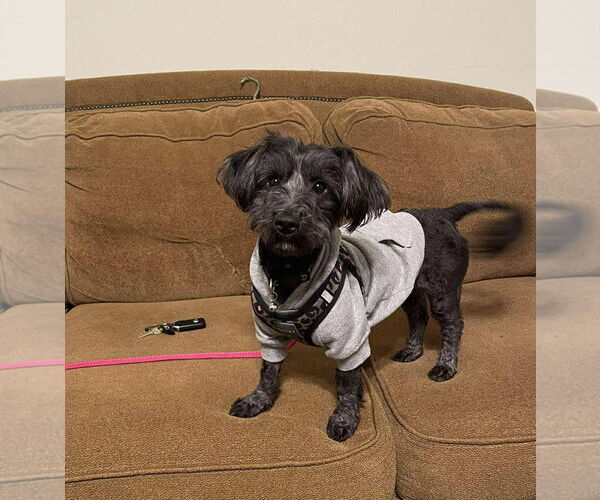 Medium Photo #1  Puppy For Sale in , 