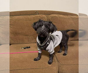 Mutt Dogs for adoption in Westwood, NJ, USA