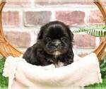 Small Photo #7 Shih Tzu Puppy For Sale in SYRACUSE, IN, USA