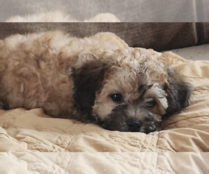 Zuchon Litter for sale in MURFREESBORO, TN, USA