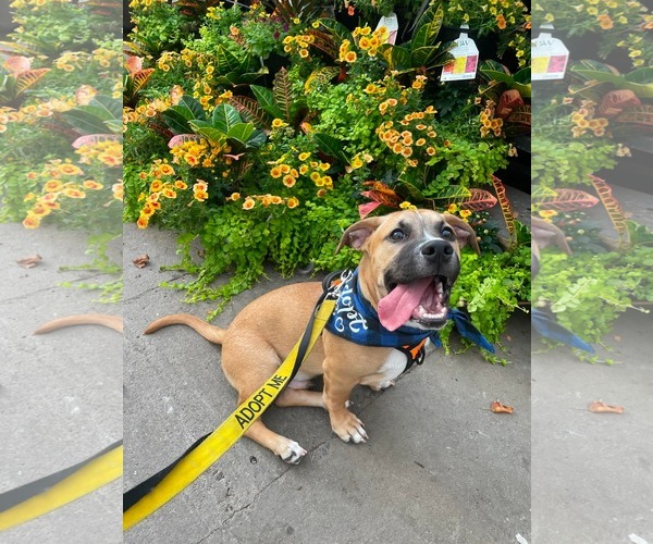 Medium Photo #8 Mutt Puppy For Sale in Derwood, MD, USA