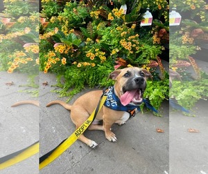 Krew - Male Mutt Dog for Adoption - Photo #8