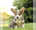 Small #3 Pembroke Welsh Corgi