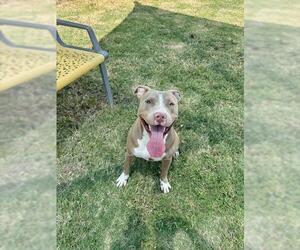 LADY BARKINGTON - Female Mutt Dog for Adoption - Photo #2