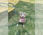 Small #1 Mutt