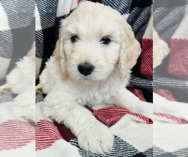 Medium Photo #1 Goldendoodle Puppy For Sale in SURPRISE, AZ, USA