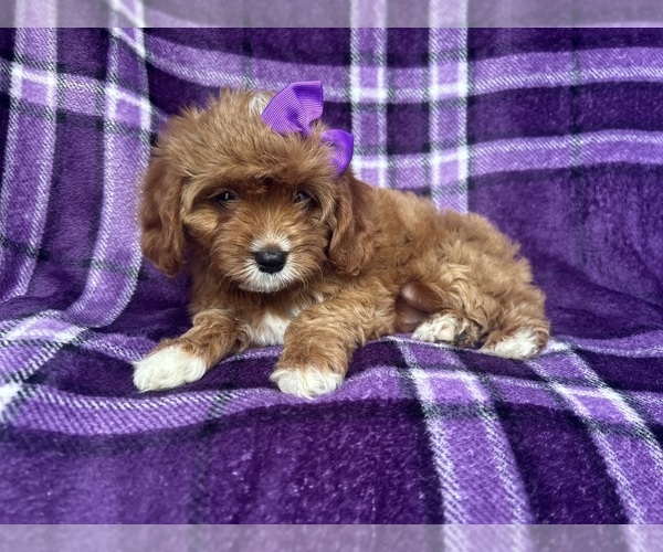 Medium Photo #7 Cavapoo Puppy For Sale in LAKELAND, FL, USA