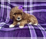 Small #6 Cavapoo