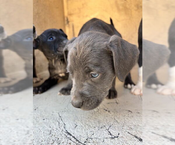 Medium Photo #1 Mutt Puppy For Sale in Oklahoma City, OK, USA