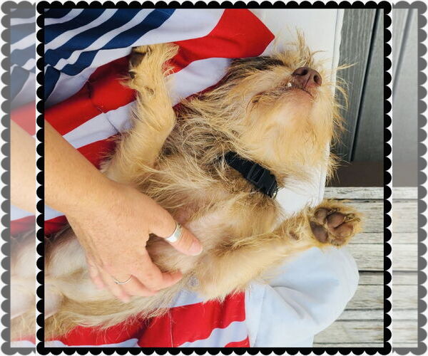 Medium Photo #4 Norfolk Terrier-Unknown Mix Puppy For Sale in Princeton, MN, USA