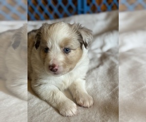 Medium Australian Shepherd-Miniature Australian Shepherd Mix